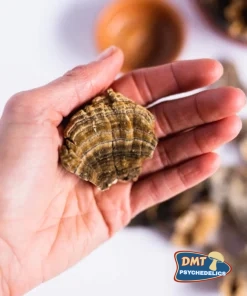 Alternative view of Stay Wyld Organics – Turkey Tail Mushroom Capsules (Bottle of 90)
