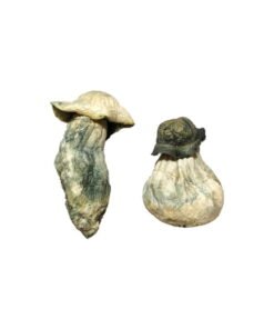 Featured Special ‘Oz’ Magic Mushrooms (28 grams) - Image 3