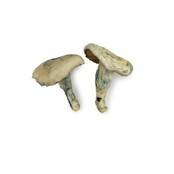 Albino Thai Lipa Yai Magic Mushrooms - Image 2