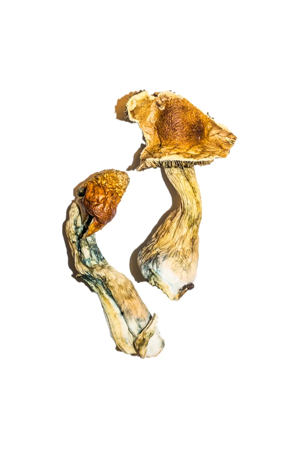 Buy B+ Magic Mushrooms
