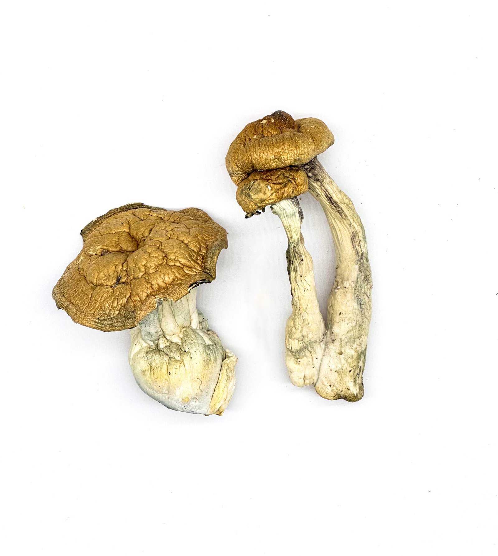DC Mak Magic Mushrooms for sale