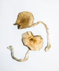 Alternative view of Golden Teacher Magic Mushrooms For Sale