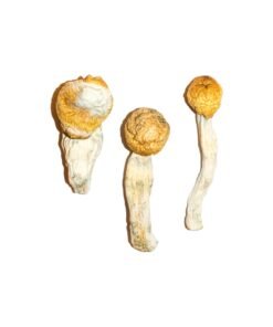 Penis Envy Magic Mushrooms For Sale