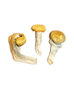 Alternative view of Penis Envy Magic Mushrooms For Sale