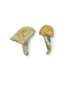 Creature 801 Magic Mushrooms