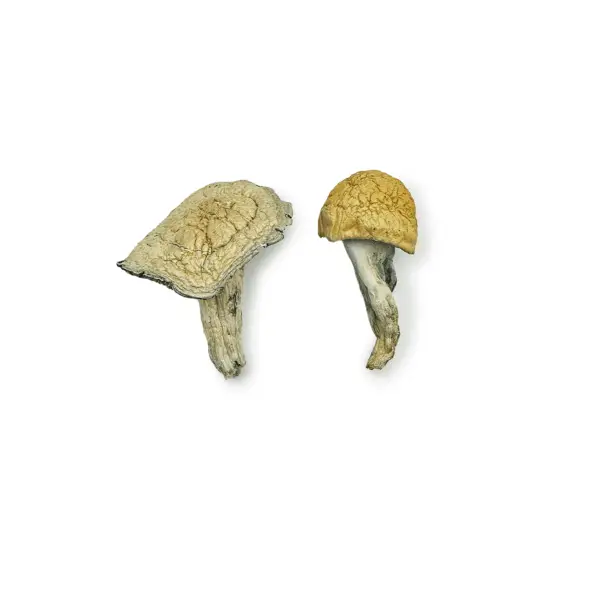 Creature 801 Magic Mushrooms