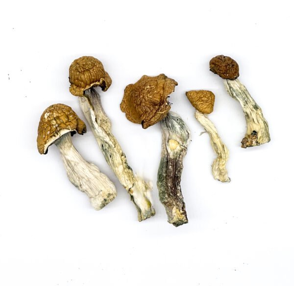 DC Mak Magic Mushrooms - Image 2