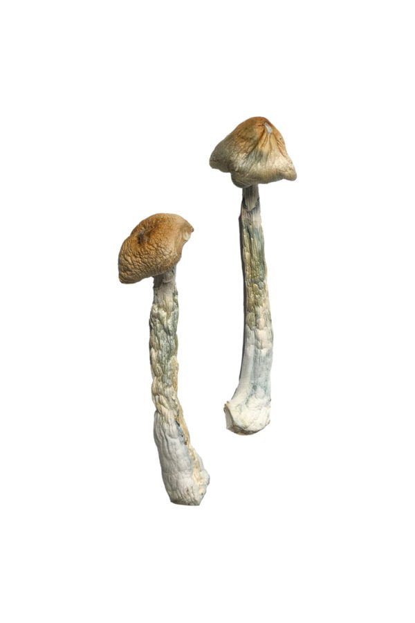 HillBilly Magic Mushrooms - Image 2